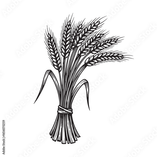 Hand drawn black and white illustration of a wheat sheaf on white background