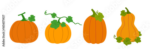 Set of autumn season pumpkins with leaves flat stock vector illustration.
Farm fresh pumpkin.
Design for harvest festival, Thanksgiving. 
White background.