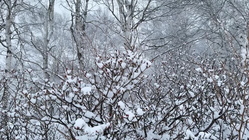 雪が舞うシラカバの森