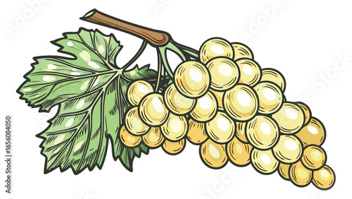 Illustration of a bunch of white grapes hanging from a stem with a green leaf attached nearby