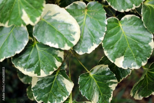 Wallpaper Mural Variegated Polyscias scutellaria leaves close up, tropical shield aralia foliage for ornamental garden and eco design Torontodigital.ca