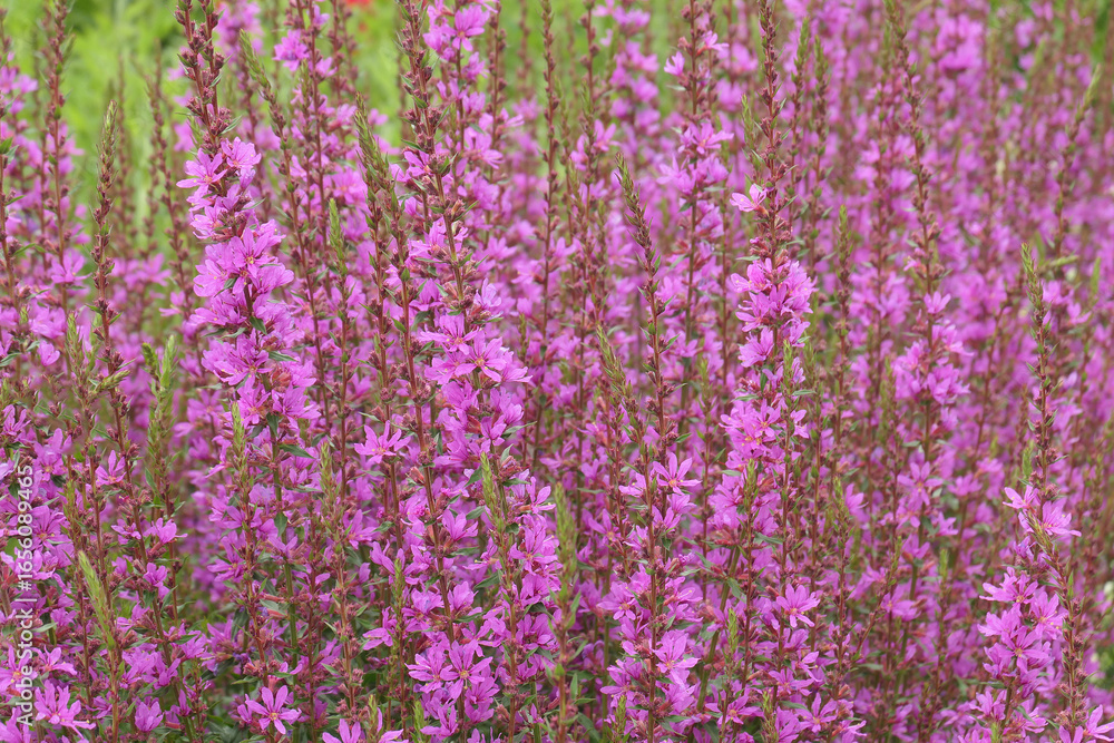 Obraz premium Close up of the purple flowers of the perennial summer flowering garden plant lythrum virgatum dropmore.