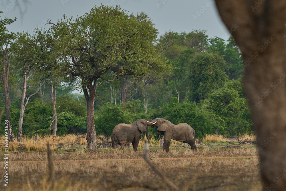 Fototapeta premium Group of bull African Elephant (Loxodonta africana) in a wooded area in South Luangwa National Park, Zambia 