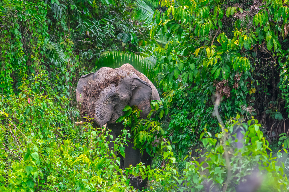 Obraz premium Elephants are large mammals and are the largest land animals. Wild elephants eat plants. They are big, have a small head, big legs, and have a trunk that reaches to the ground. That trunk is the nose.