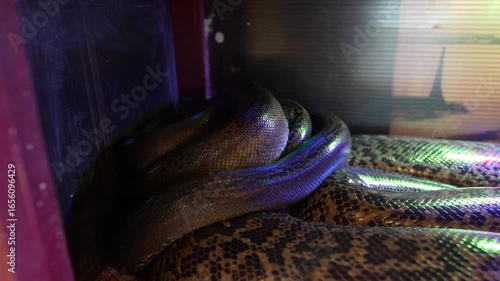 the python is a large nonvenomous constrictor snake found in asia and africa known for its patterned scales powerful coils and impressive size in the wild