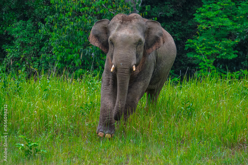 Obraz premium Elephants are large mammals and are the largest land animals. Wild elephants eat plants. They are big, have a small head, big legs, and have a trunk that reaches to the ground. That trunk is the nose.