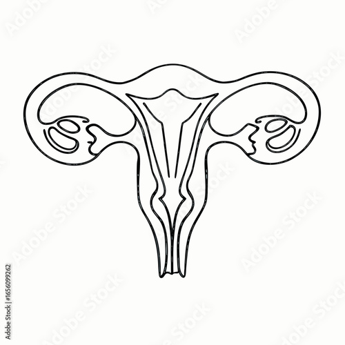 Anatomical diagram of female reproductive system featuring uterus and ovaries with copy space for educational use
