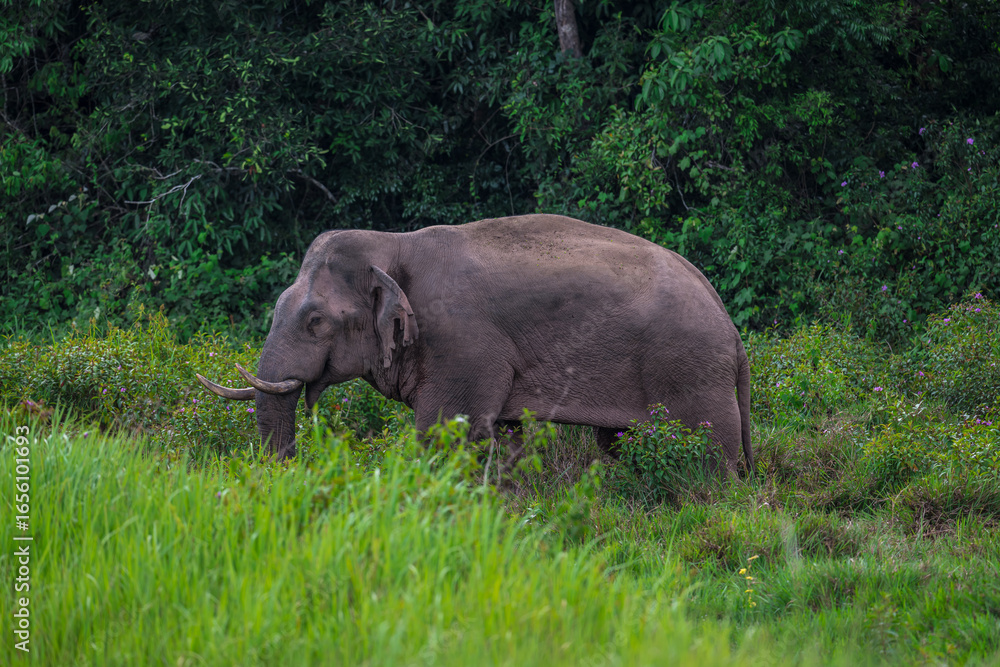 Obraz premium Elephants are large mammals and are the largest land animals. Wild elephants eat plants. They are big, have a small head, big legs, and have a trunk that reaches to the ground. That trunk is the nose.