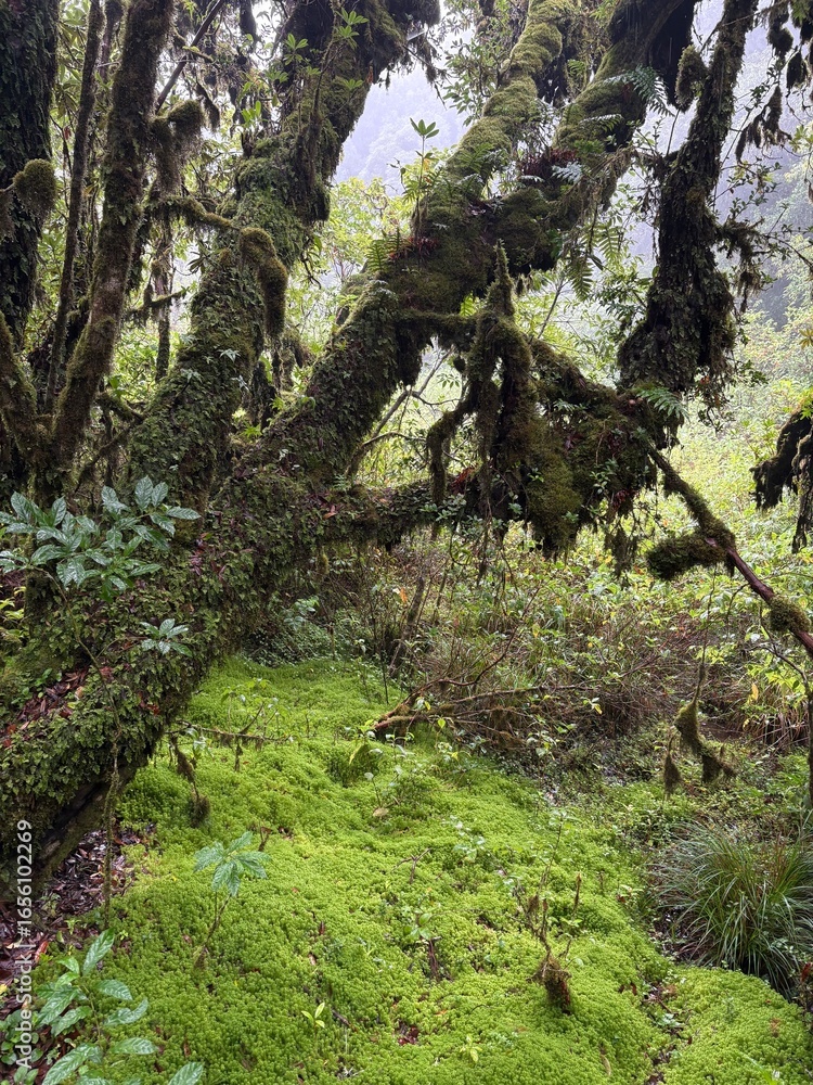 Obraz premium Doi Inthanon - Highest Mountain of Thailand , Chiang Mai. Thailand Jungle Trekking Sightseeing
