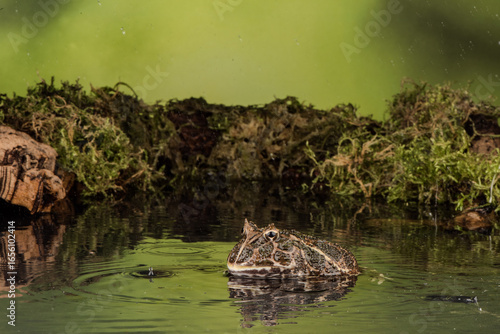 A Pacman frog sits in a pool of water, likely to keep its skin moist and regulate its body temperature.