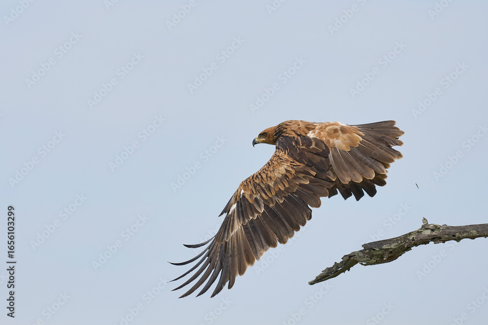 Obraz premium Tawny eagle (Aquila rapax) taking off from the branch of a dead tree in South Luangwa National Park, Zambia