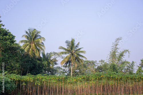 Wallpaper Mural An Indonesian farm landscape with a cassava plantation and tall coconut palm trees under a clear blue sky. Torontodigital.ca