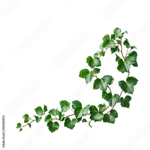 Green leaves Javanese treebine or Grape ivy (Cissus spp.) jungle vine hanging ivy plant bush isolated on transparent background. PNG, cutout or clipping path.	
