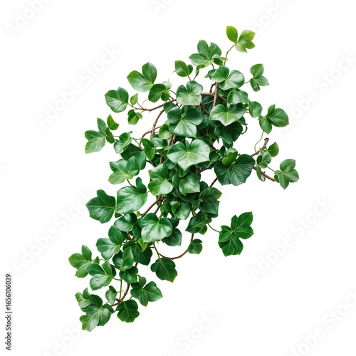 green vine grape ivy plant, leaves tropic hanging, border decoration plant. Isolated on a transparent background. PNG, cutout, or clipping path.	
