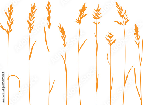 wheat vector, cereal plant, golden wheat, grain illustration, farming crop, agriculture wheat, doodle wheat, organic cereal, wheat stalks,