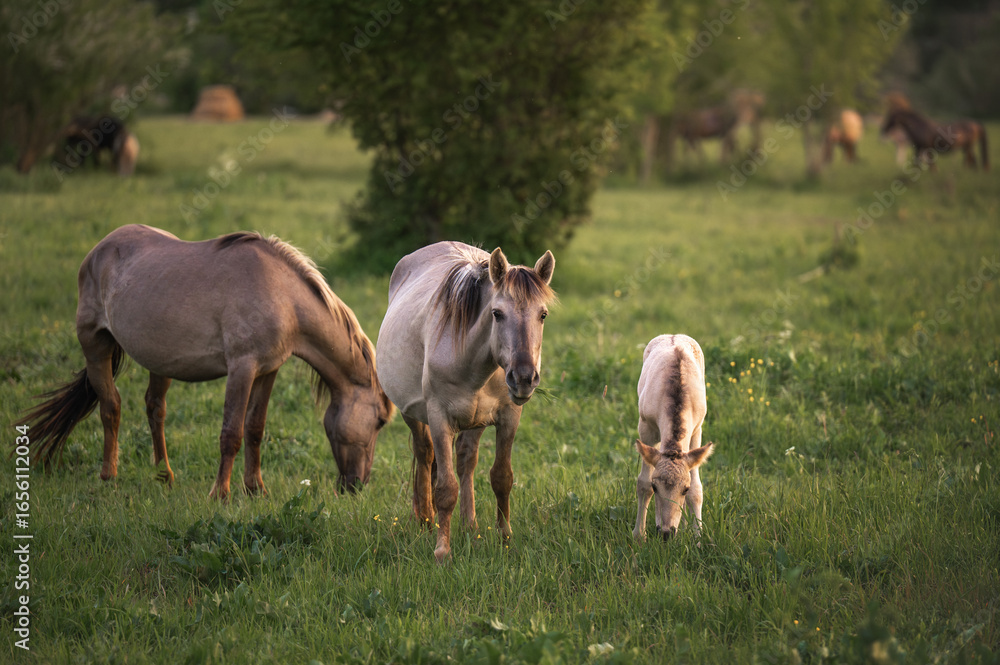 Obraz premium A herd of Konik horses with a young foal grazes peacefully in a green meadow at sunset