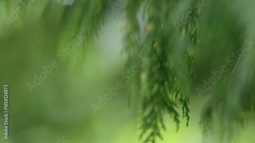 green grass background