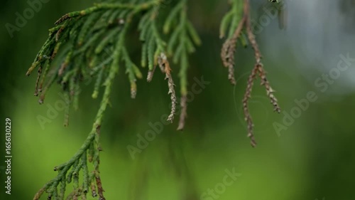 drops of dew on a branch