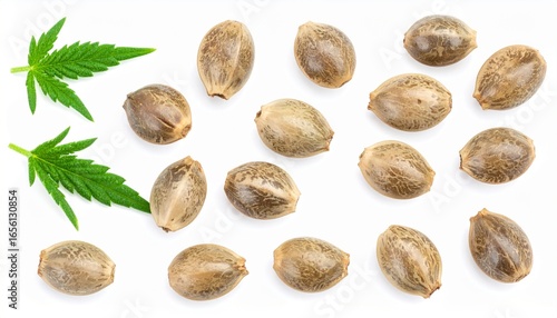 Set macro hemp seeds isolated on white