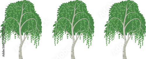 Collection of three weeping birch trees with cascading green leaves and light trunks isolated on white background for botanical, landscaping, and eco design use.