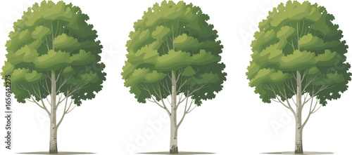 Set of three realistic deciduous trees with green foliage isolated on white background, perfect for nature, landscaping, and forest design projects.