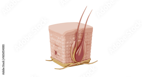 Illustration showing a cross section of skin with visible hair follicles and epidermal layers clearly shown on transparent background