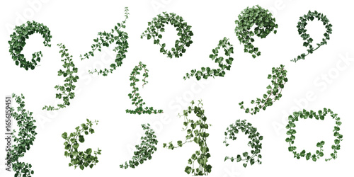 Vector collection of green leaves from Javanese vine or grape ivy (Cissus spp.),  jungle vine and hanging ivy plant bush foliage vector set, isolated on a transparent background with clipping path.	
