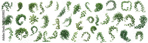 Collection of green ivy plant illustration. Minimal vector design for card, poster, and graphic design. Modern border decorative botanical art.