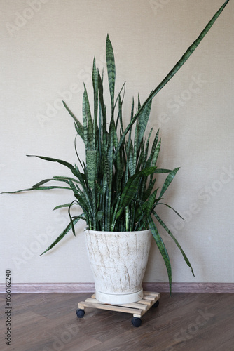 Sansevieria in a ceramic pot stand with wheels. Pike tail, mother-in-law's tongue, Indian sword or African hemp are all nicknames for the most unpretentious indoor plant. Plant isolated on background.