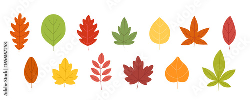 Colorful autumn leaves collection. Decorative fall foliage in red, yellow, green, and orange shades. Perfect for seasonal designs, eco projects, and Thanksgiving decorations.