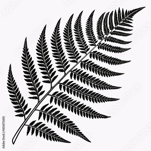 Detailed black and white illustration of a delicate fern frond with intricate leaf patterns on a white background