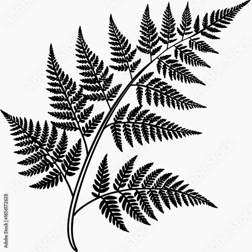 Detailed black silhouette of a fern frond with multiple delicate leaves against a clean white background