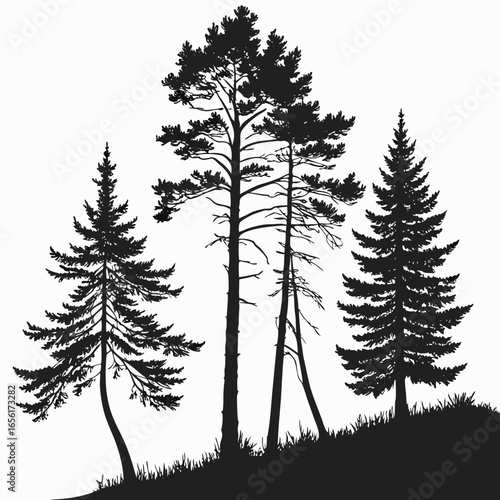 Silhouette of diverse pine trees and evergreen trees standing on a grassy hill against a white background