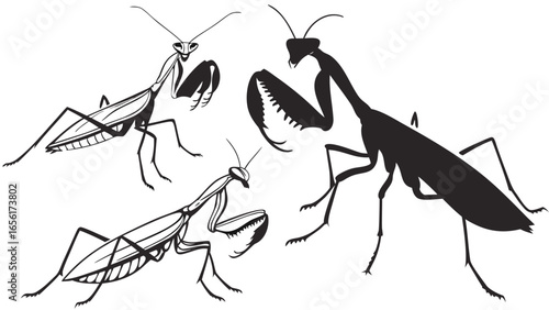 Three stylized praying mantises in black and white linework and silhouette against a white background