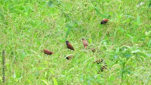 Chestnut mannikin (Lonchura malacca, Lonchura atricapilla) birds feed on cereal plants. North Sulawesi. Indonesia