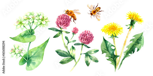 Wallpaper Mural Hand drawn watercolor clover, dandelion, buckwheat flowers and bees. Painted herbs botanical isolated illustration set Torontodigital.ca