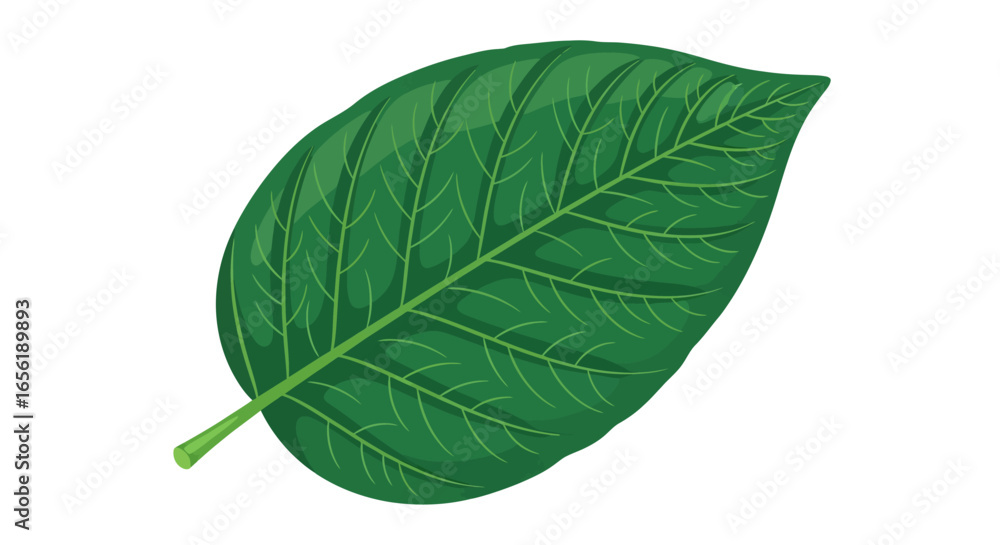 Obraz premium Realistic vector illustration of a vibrant green tropical leaf isolated on a white background. Detailed botanical art showing the natural plant vein structure.