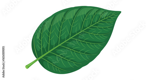 Realistic vector illustration of a vibrant green tropical leaf isolated on a white background. Detailed botanical art showing the natural plant vein structure.