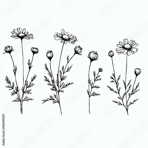 Chamomile Plants illustration, Daisy herbs Set. Line art Meadow flowers and Buds Drawing Outline Calendula stems, Aster leaves. Elegant Floral elements Hand Drawn Botanical. 
