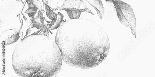 Juicy citrus fruits. Handdrawn object, dusty halftone fill, blotchy ink and rough grain overlay. Subtle distress and gravel marks.