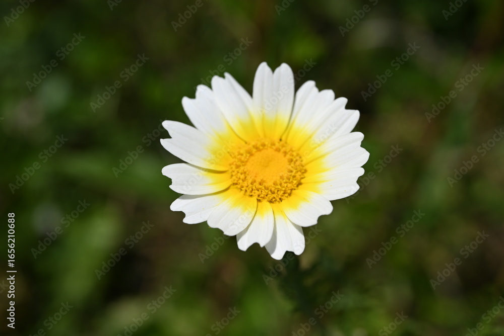 Fototapeta premium white daisy flower