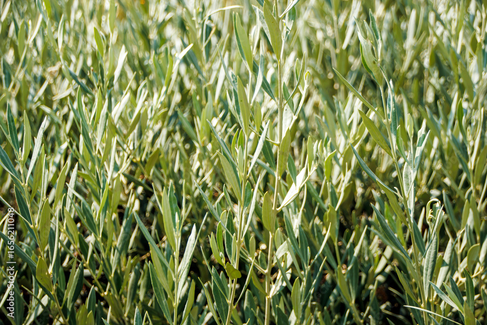 Obraz premium field of green leaves in the wind