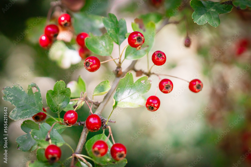 Fototapeta premium Close-up of bright red berries among green leaves in a forest summer landscape, vibrant natural scene, ideal for seasonal, nature