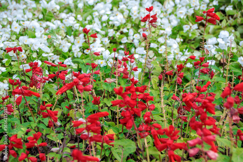 field of red flowers and white flowers in the background in the garden