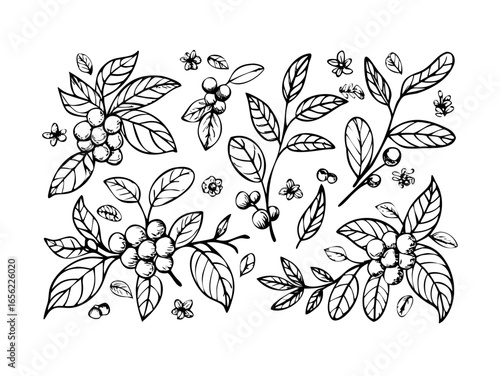 Vector seamless pattern with hand drawn coffee plants and beans. Sketch illustration.