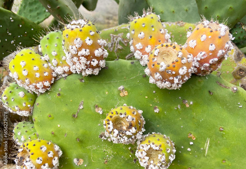 The cochineal scale insect Dactylopius opuntiae on a fruits of Prickly pear cactus or Opuntia ficus-indica
plant close up. Insects with commercial importance in agriculture concept.