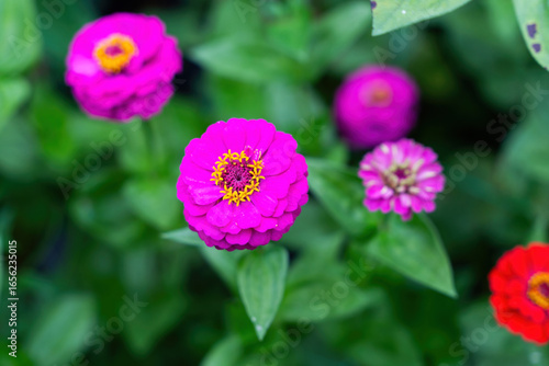 Colorful Flowers as Decoration