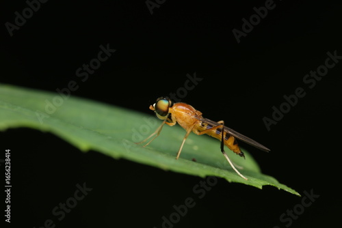 Wallpaper Mural The image shows a soldier fly (Ptecticus spp., possibly Ptecticus testaceus) from the family Stratiomyidae, perched on a leaf. This behavior is typical of soldier flies, which often use leaves as rest Torontodigital.ca
