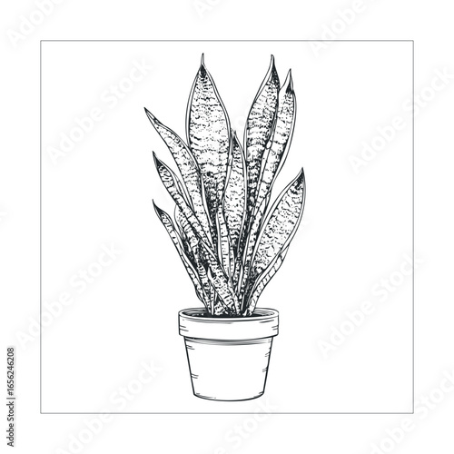 Elegant snake plant in a simple pot for home decor enhancement