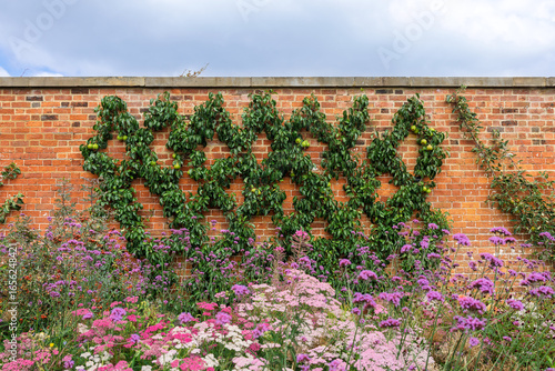 Walled garden hosting espalier pear trees, also purple Verbena bonariensis plants in foreground at the RHS Bridgewater, UK.